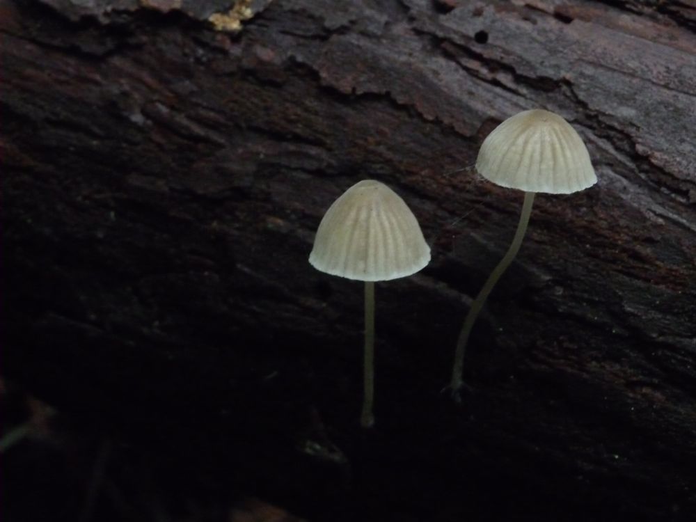 P1090337-tiny-Butano-Mushroom